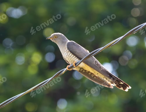 Preview: Common cuckoo, Cuculus canorus. A bird sits on an electric cable