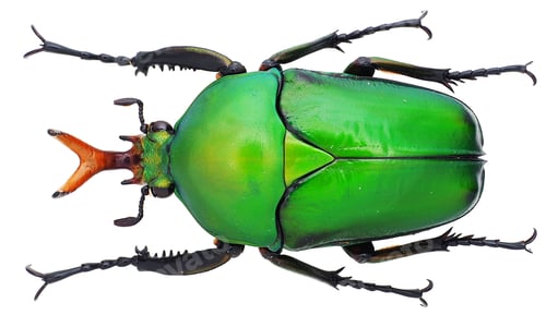 Preview: Beetle specimen on white background.