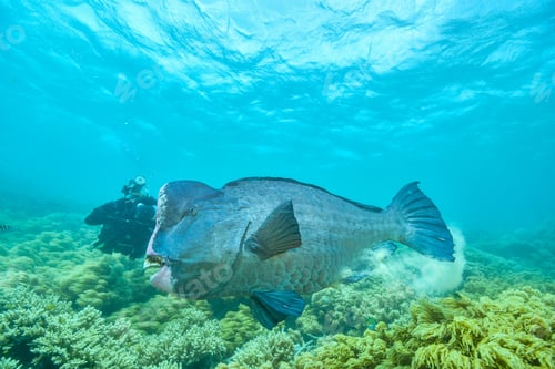 Preview: bumphead parrotfish spotted in moore reef in the great barrier reef