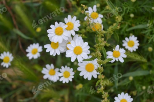 Preview: Anthemis, aromatic flowering plant from the Asteraceae family, closely related to Chamaemelum, chamo