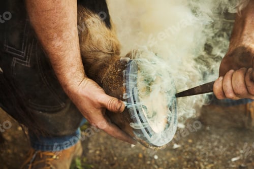 Preview: A farrier shoeing a horse, bending down and fitting a new horseshoe to a horse's hoof. Steam rising