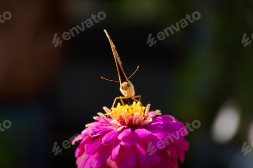 Preview: Butterfly Vanessa is orange on a pink flower in the sunlight