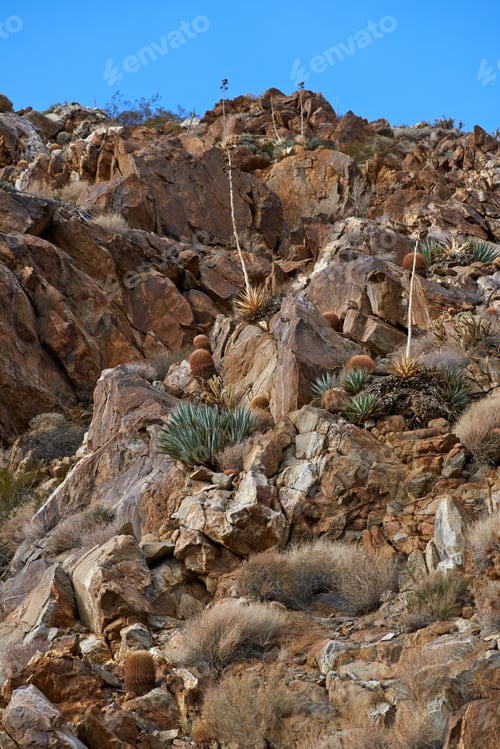 Preview: Barrel Cactus