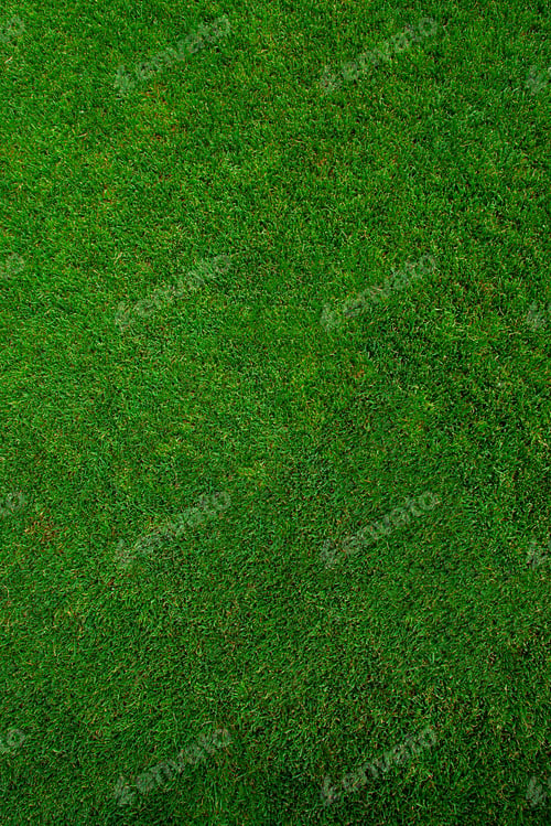 Preview: Green grass texture, grass field background.