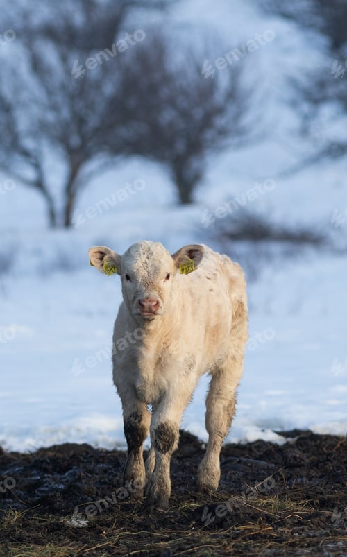 Preview: cows and little calf on a farm
