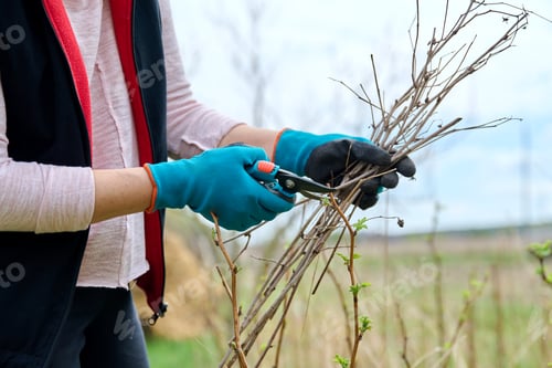 Preview: Close-up of a gardener's hands in gloves doing spring pruning of a raspberry bush