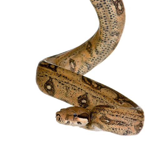 Vista previa: Delante de un fondo blanco