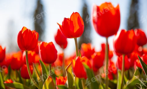 Preview: Red tulips background. Flower bud in spring. Tulip close up.