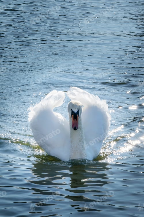 Preview: White swan spreads wings