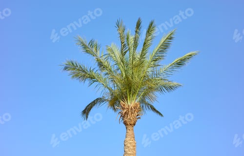Preview: Date palm tree against a blue sky.