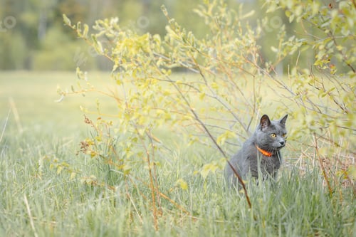 Preview: Beautiful Russian Blue cat walks on green meadow on sunny day in spring. Cautious cat hunts in