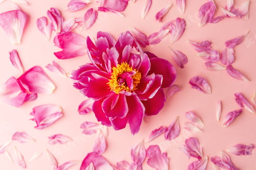 Preview: Single blooming pink peony flower on pastel pink background with scattered petals