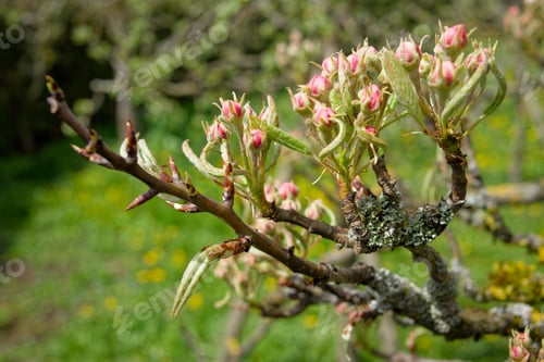 Preview: Closeup of flower buds grown on a tree in the garden