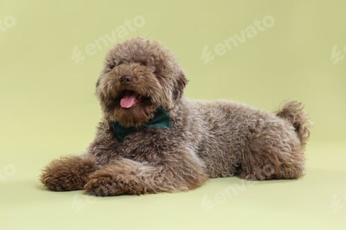 Preview: Cute Toy Poodle dog with bow tie on green background