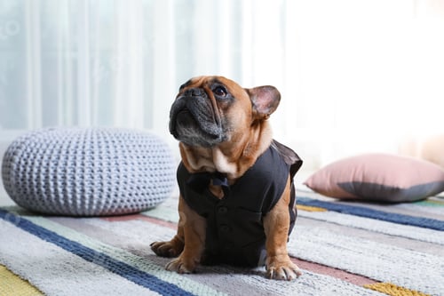 Preview: Funny French bulldog in elegant vest sitting on floor indoors