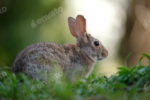 Preview: Grey small hare eating grass on summer field. Wild rabbit in nature