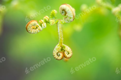 Preview: Green close up background of fern