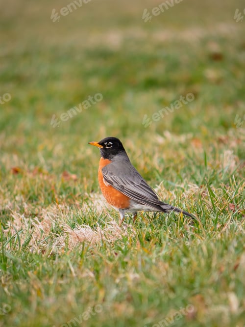 Preview: American Robin on a grassy field