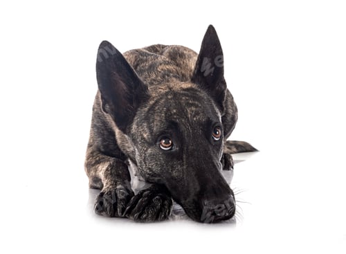 Preview: Dutch Shepherd in studio