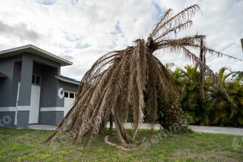 Preview: Dead palm tree with dry branches on Florida home backyard. Tree removal concept