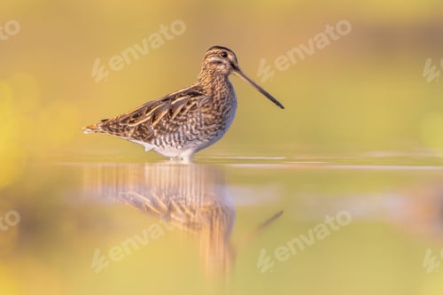 Preview: Common snipe wader bird in habitat background