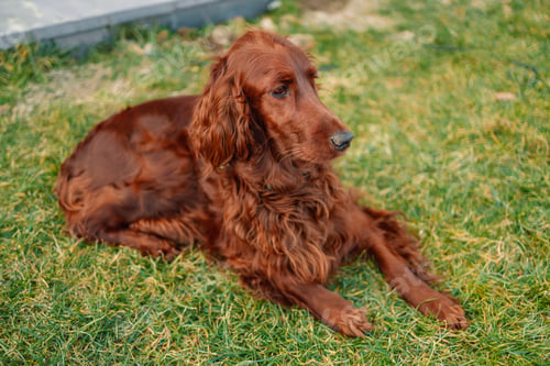 Preview: Beautiful red Irish setter dog lying on green summer grass on spring landscape at sunrise