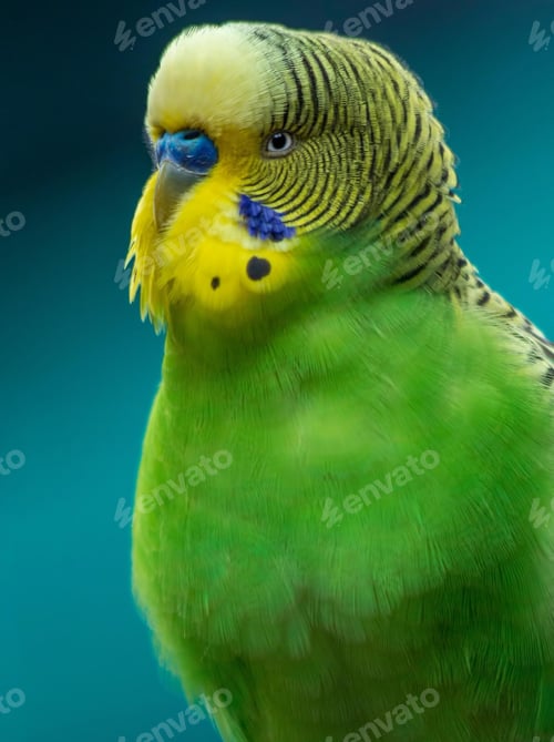 Preview: bird, parrot, Scarlet, Macaw