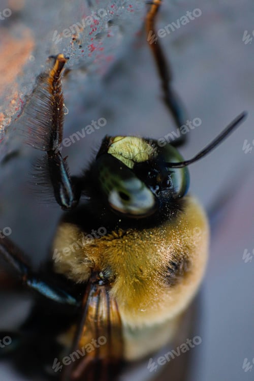 Preview: Image of a honey bee