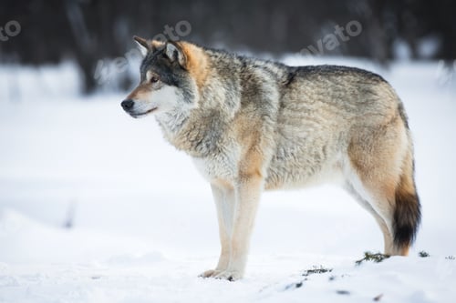 Preview: One Wolf in the Snow