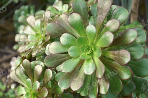 Preview: Tree Aeonium (Aeonium Arboreum). Called Tree Houseleek And Irish Rose Also