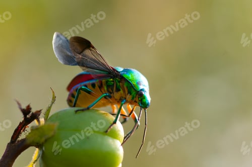 Preview: ladybird on a branch