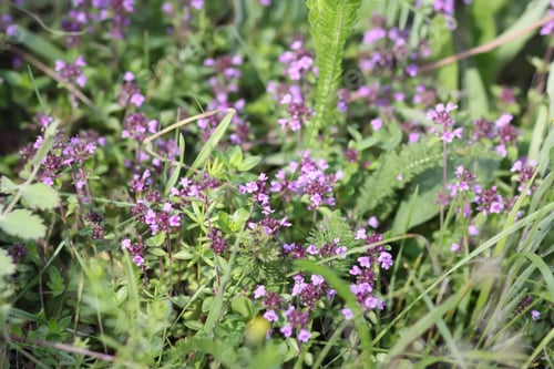 Preview: Thymus serpyllum, Breckland thyme