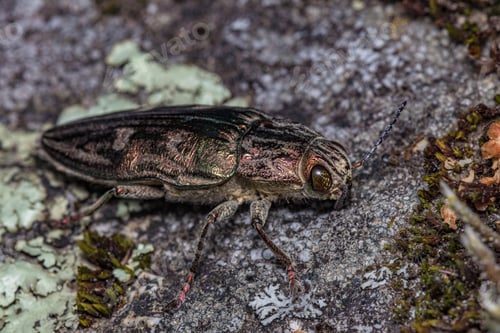 Preview: Macro shot of a chalcophora mariana on a stone