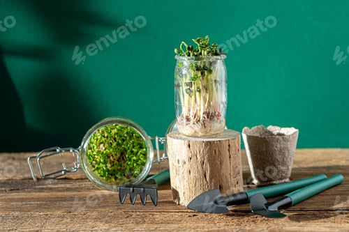 Preview: Microgreen. Grow microgreens at home. Greens in food. Seed sprouts. Vitamin nutrition. Micro green.