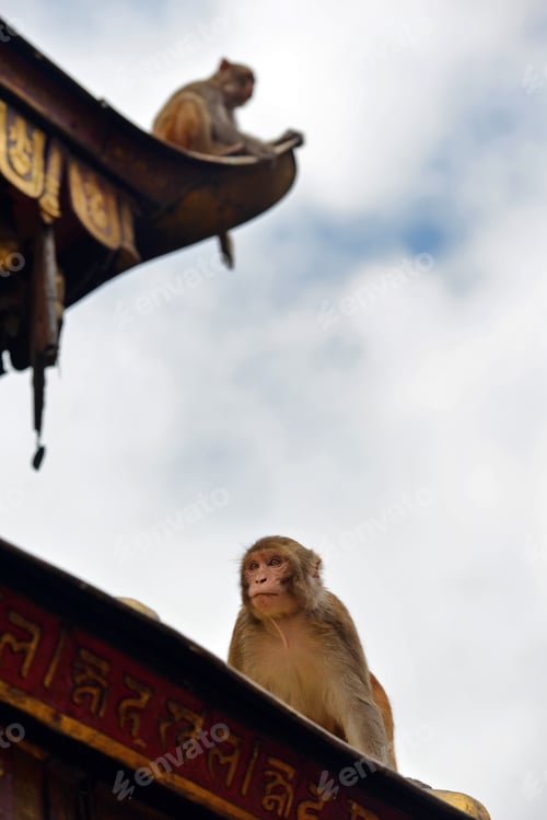 Preview: Macaque monkeys sitting on the the roof of the Swayambhunath stupa in Nepal
