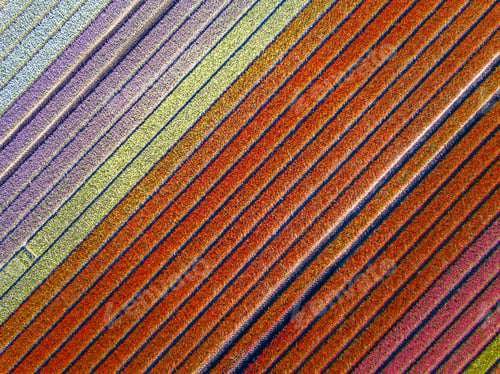 Preview: Aerial view Tulip field