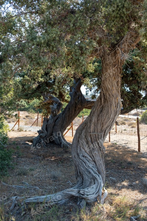 Preview: Cedar twisted trunk tree, needle like leaf at Elafonisi island, Crete, Greece. Vertical