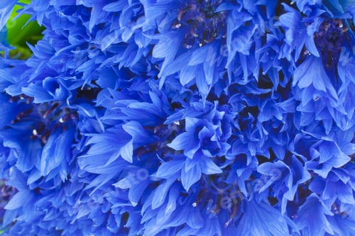 Preview: blue cornflowers closeup background