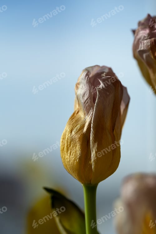 Preview: fading tulpan flower close-up against blue background