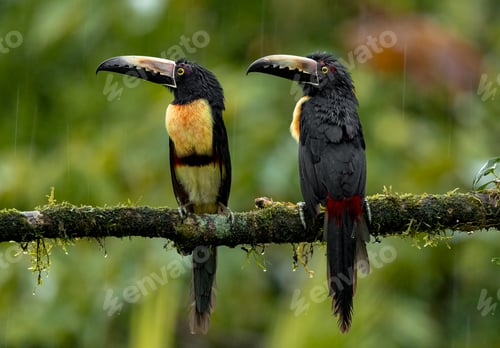 Preview: Toucan in Costa Rica