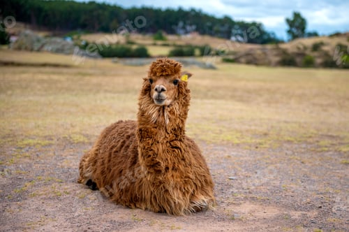 Preview: Portrait of cute brown alpaca