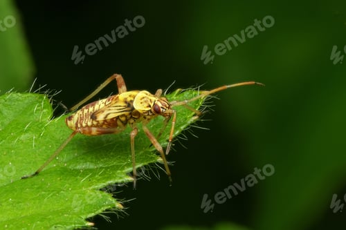 Preview: Closeup shot of a striped oak bug on a green leaf. Rhabdomiris Striatellus