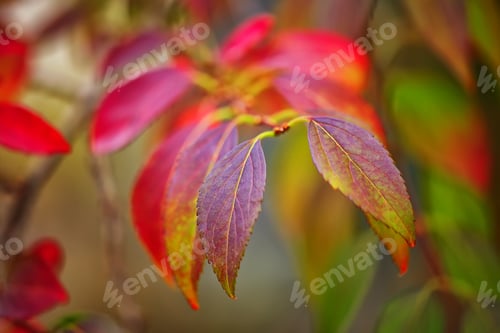 Preview: Defocused colored leaves on a bush