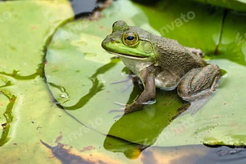 Vorschau: Amerikanischer Ochsenfrosch sitzt tagsüber auf einem Seerosenblatt in einem Teich in Dover, Tennessee, USA