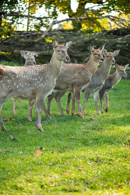Preview: wild animals, deer in the forest, european fauna