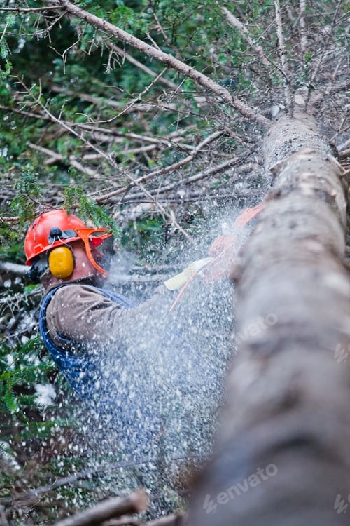 Preview: Professional Lumberjack Cutting a big Tree in the Forest