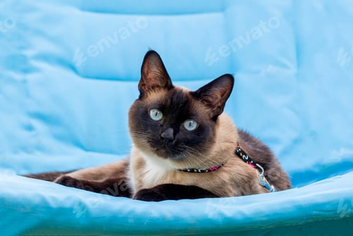 Preview: Cute kitten siamese cat indoor