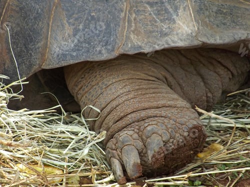 Preview: Rear foot of the Aldabran tortoise - the largest species of land tortoise in the world