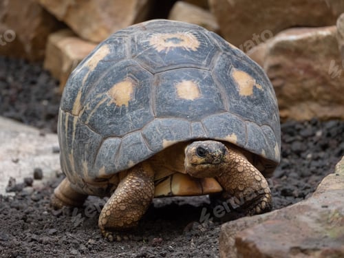 Preview: a large turtle lying in dirt and grass in Beauval zoo in France