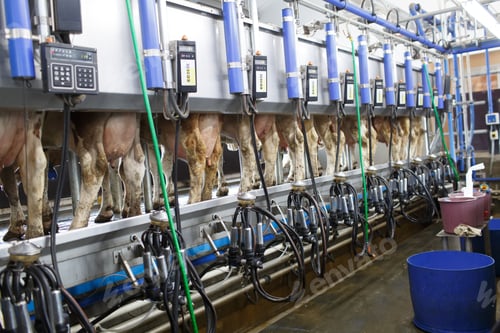 Preview: cow udder closeup with milking machine, cow farm